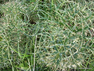 stello di Poira-22-12-2012 09-02-35